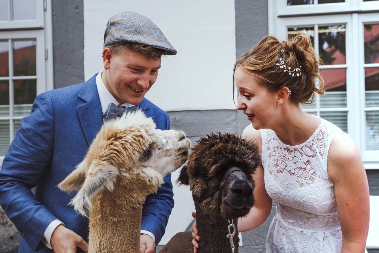 Alpakas am Standesamt 2