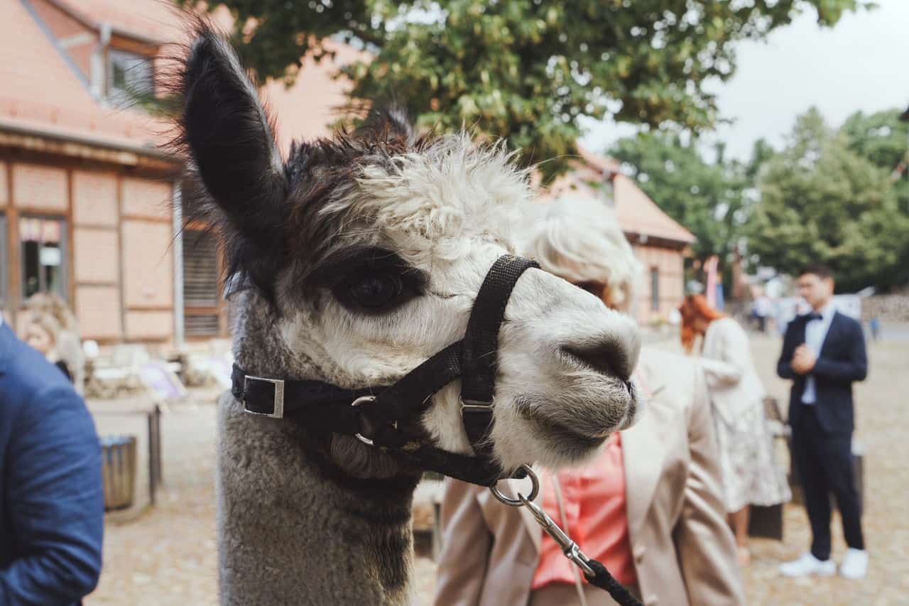 Alpakas am Standesamt 3