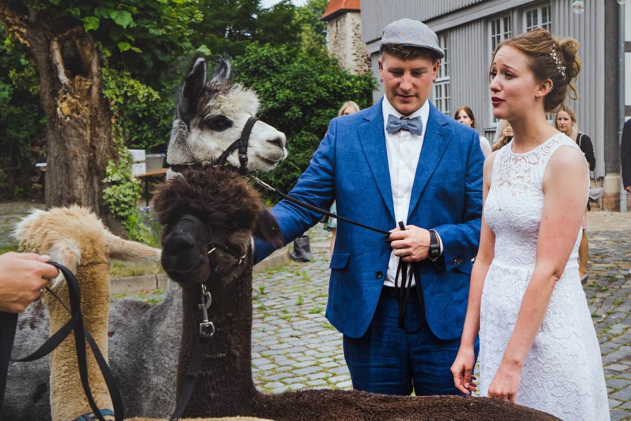 Alpakas am Standesamt 5