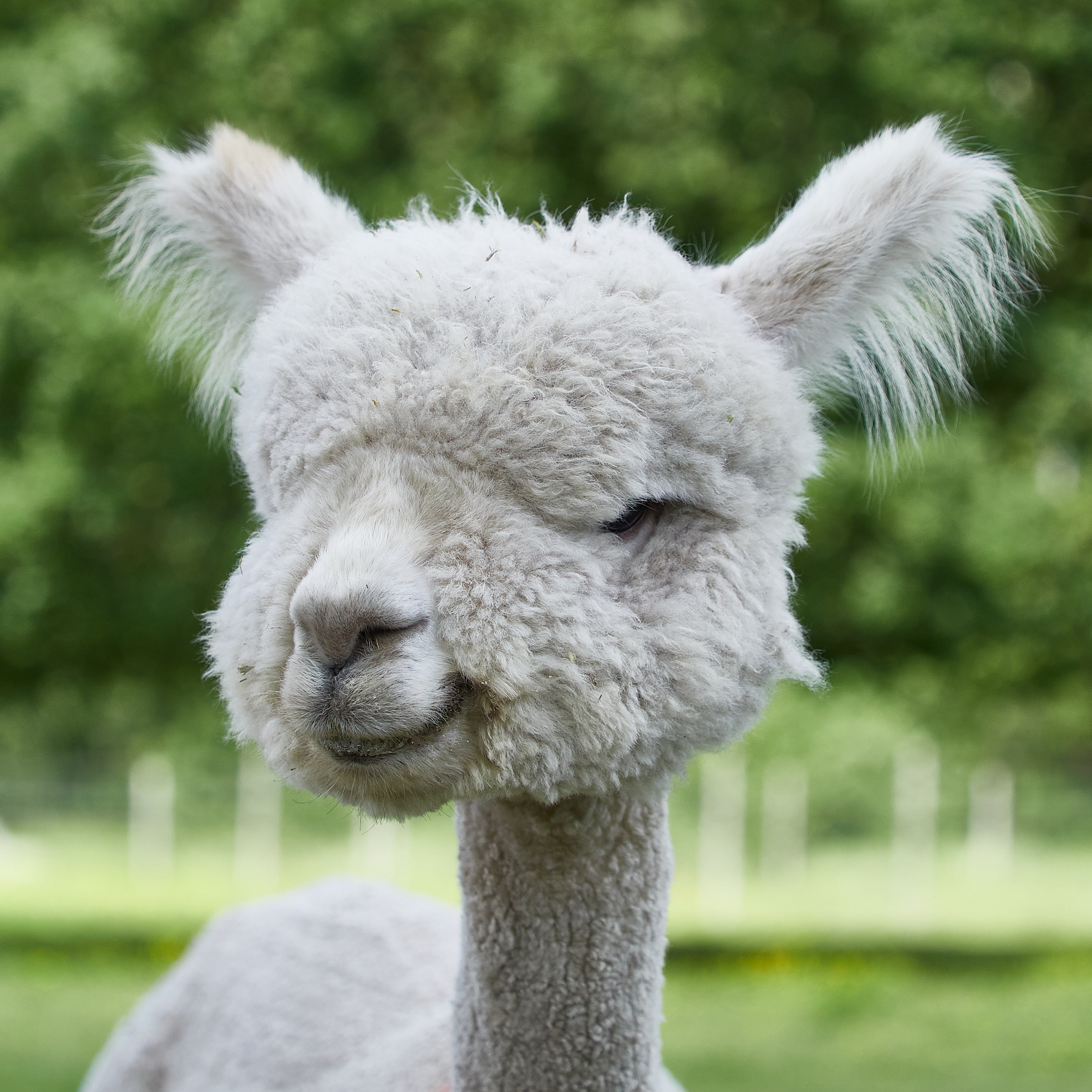 2021_CWF_Alpakas-Hannover_014