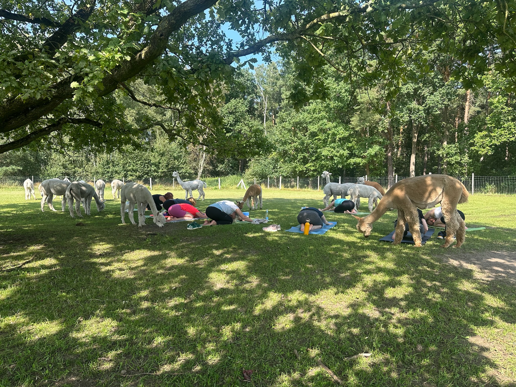 Yoga unter den Bäumen